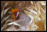 Weibinden-Glhkohlen-Anemonenfisch [Amphiprion frenatus]